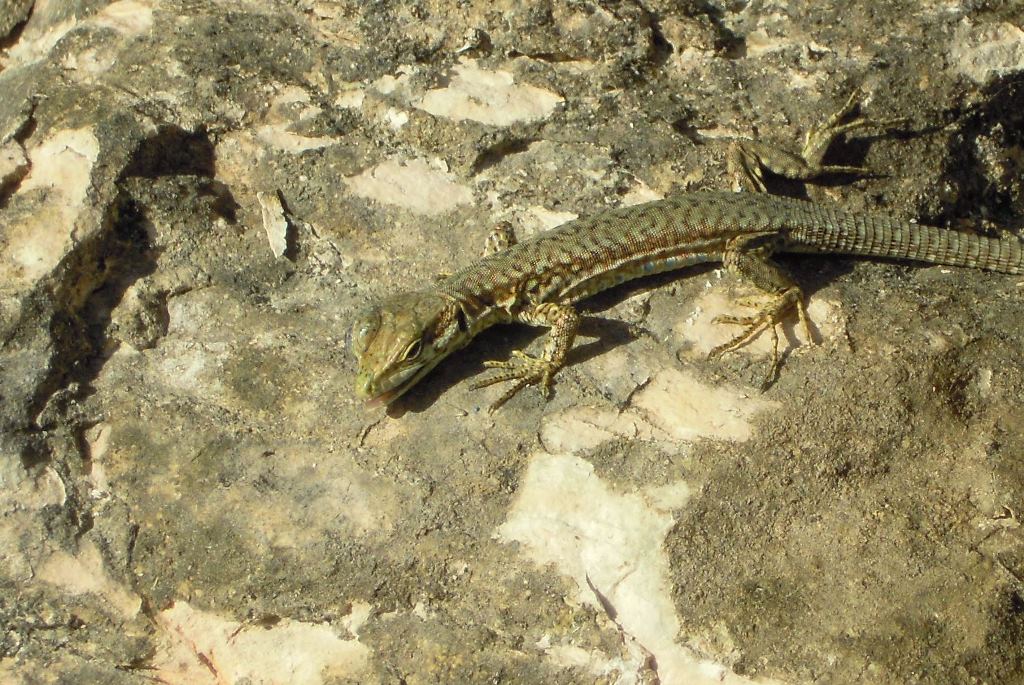 Lucertola muraiola (Podarcis muralis)